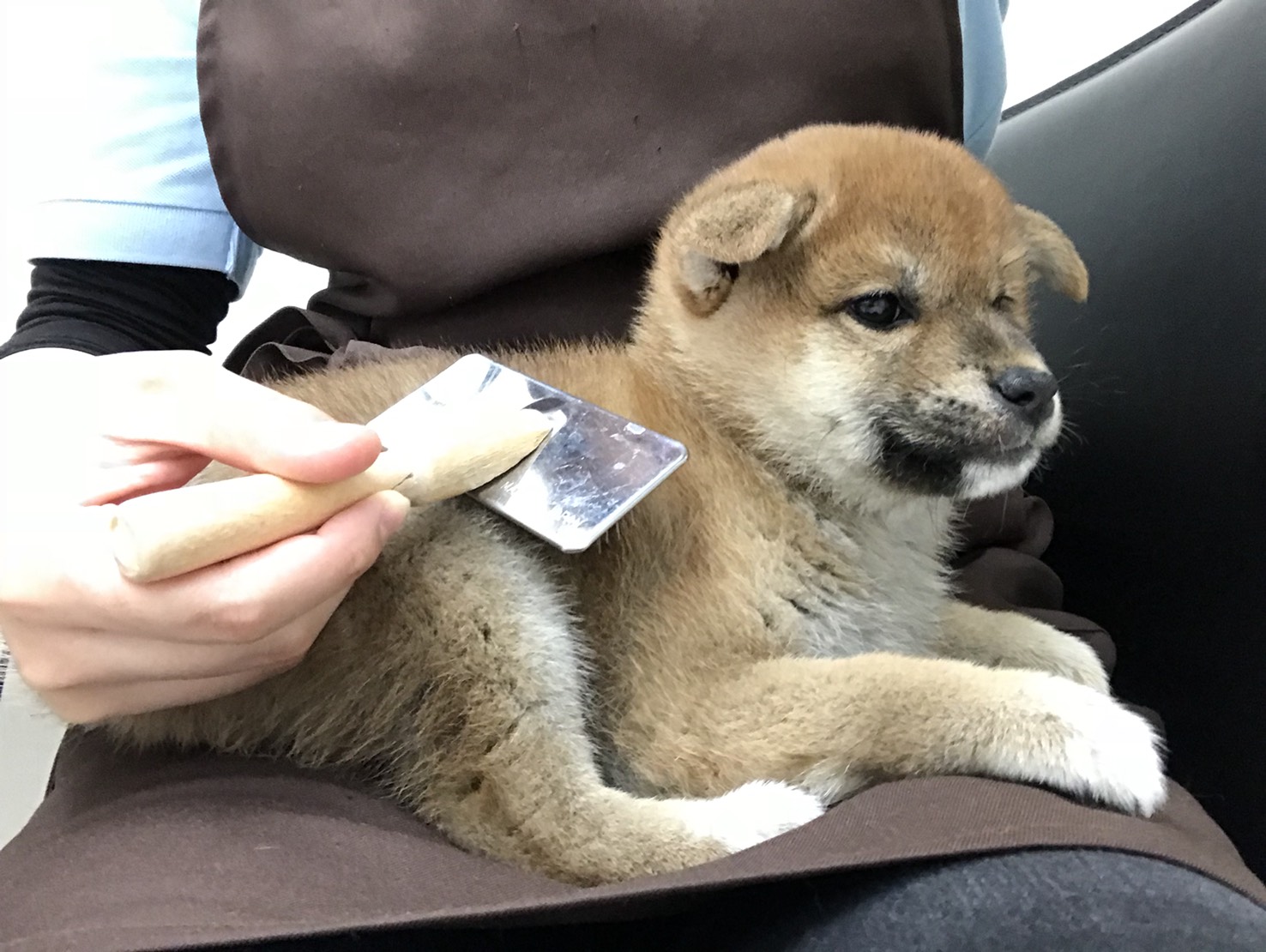 柴犬 - ペットショップ マルワン東日暮里 東京都荒川区