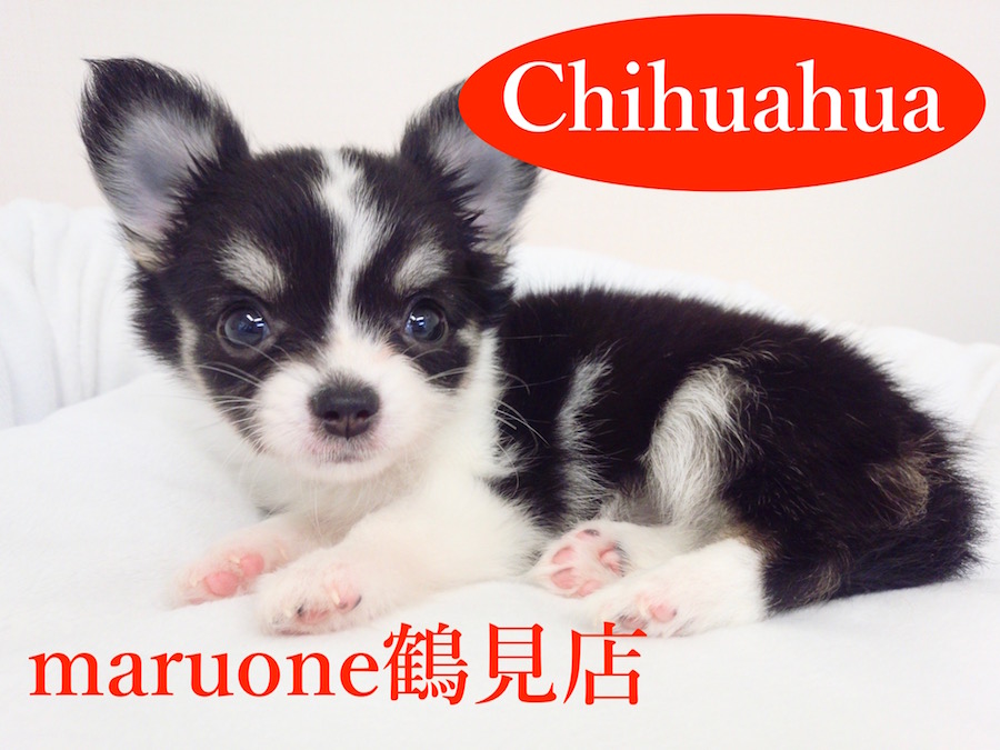 【チワワ】店長イチオシ！小さめ王道チワワをご紹介！！：鶴見店オススメベイビーNo.713509
