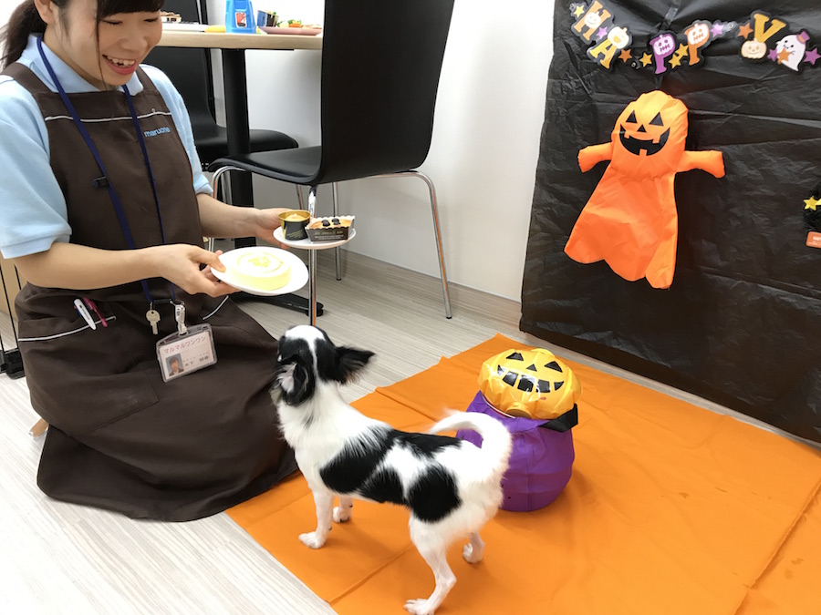 ハロウイン企画 - ペットショップ マルワン本羽田 東京都大田区