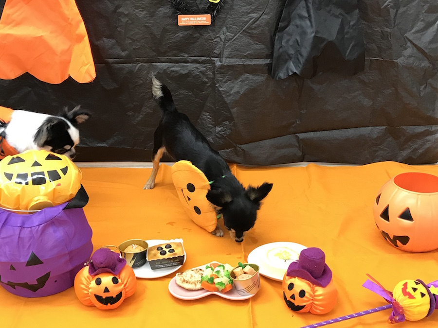 ハロウイン企画 - ペットショップ マルワン本羽田 東京都大田区