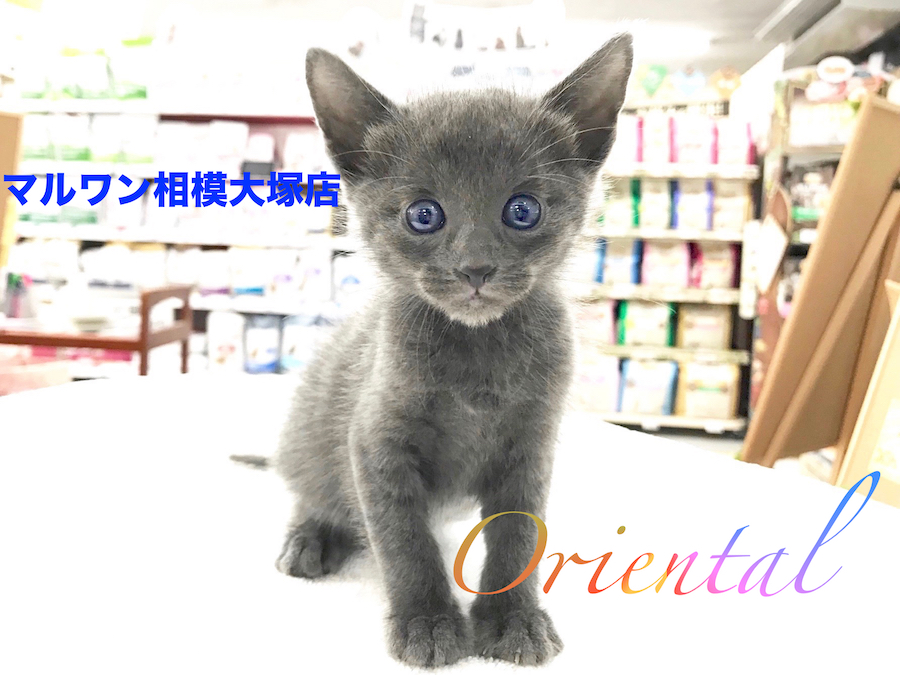 【オリエンタル・ショートヘア】エメラルドグリーンの瞳で見つめられたら惚れてしまうこと間違い無し！？：マルワン相模大塚店Pick UpベイビーNo.814409