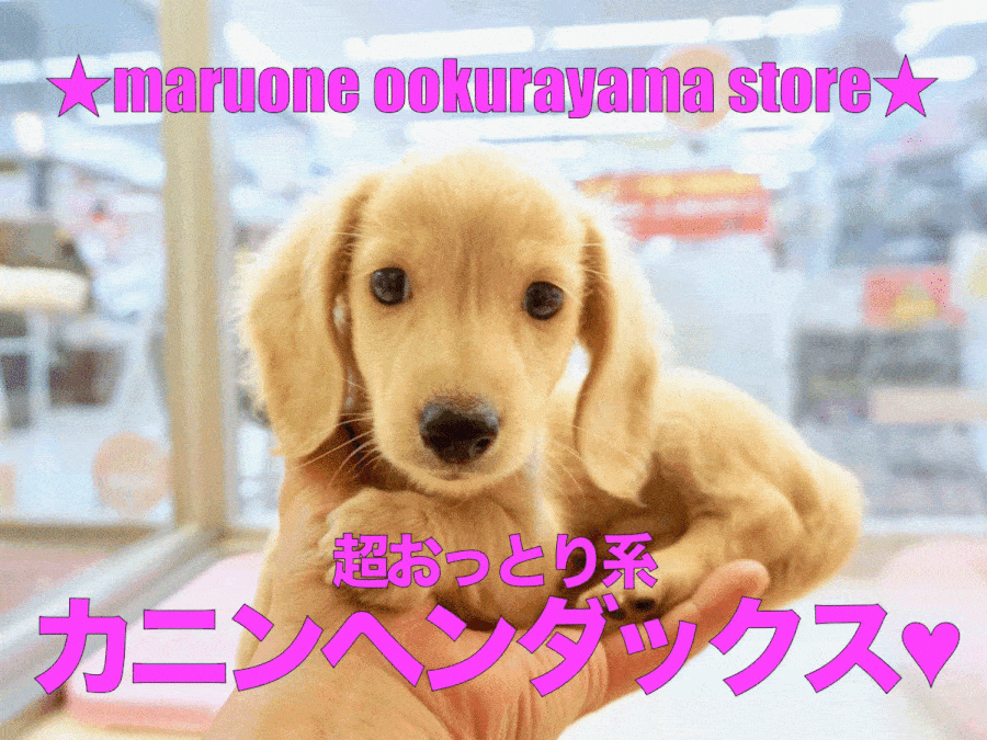 【カニンヘン・ダックスフント】しょうゆ顔の「O・N・Oダックス」は見ているだけで癒やしてやまない。：大倉山店No.6130620