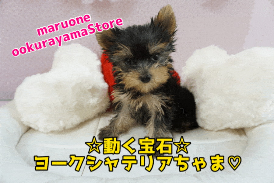 【ヨークシャーテリア】超美形！ピンとした立ち耳がチャームポイント!将来コンパクトサイズ有望なジュエリーベイビー♥大倉山店PICKUPベイビー6130625