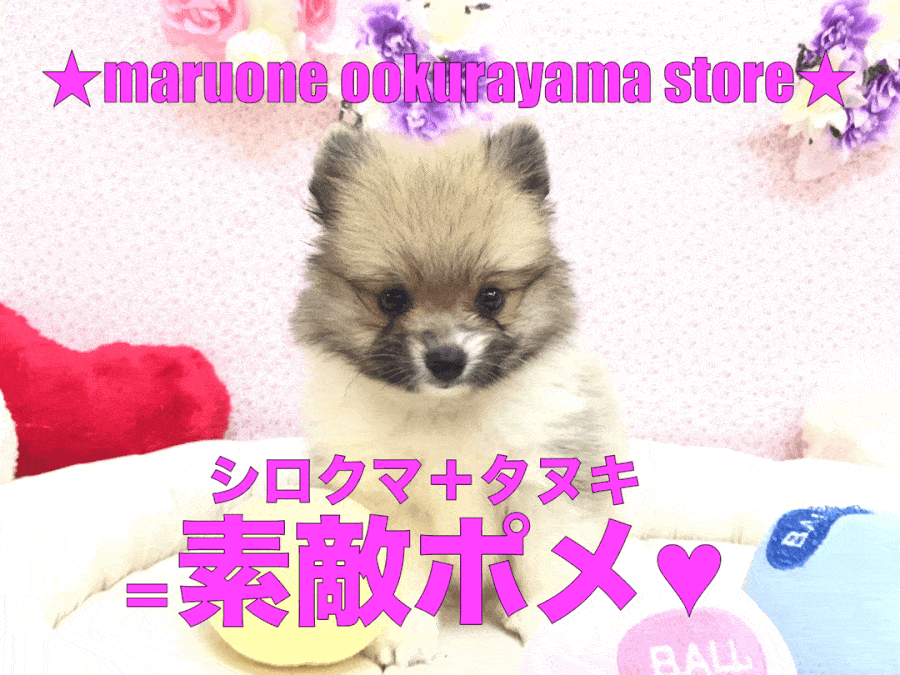【ポメラニアン】シロクマ＋タヌキ＝素敵ポメ♥珍しいパーティカラーは、あなただけのオンリーワンコ★：大倉山店PICKUPベイビーNo.6130626