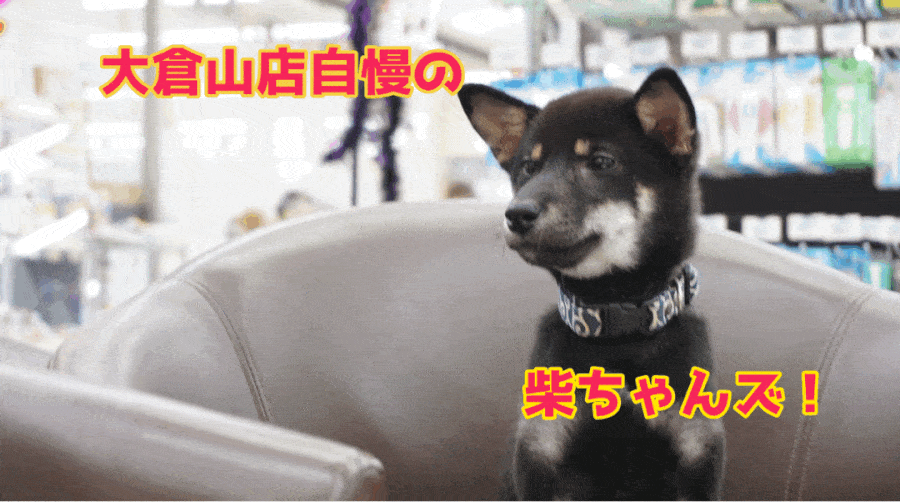 【柴犬】初めての柴犬ライフをご検討中の方必見!!大倉山店自慢の超フレンドリー柴ちゃん達のご紹介!
