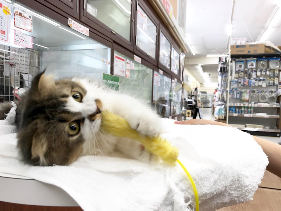 猫じゃらしを抱きしめたままごろん | スコティッシュ・フォールド - ペットショップ マルワン相模大塚 神奈川県大和市