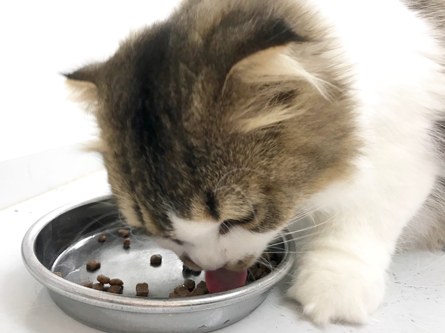 優雅なご飯タイム | スコティッシュ・フォールド - ペットショップ マルワン相模大塚 神奈川県大和市
