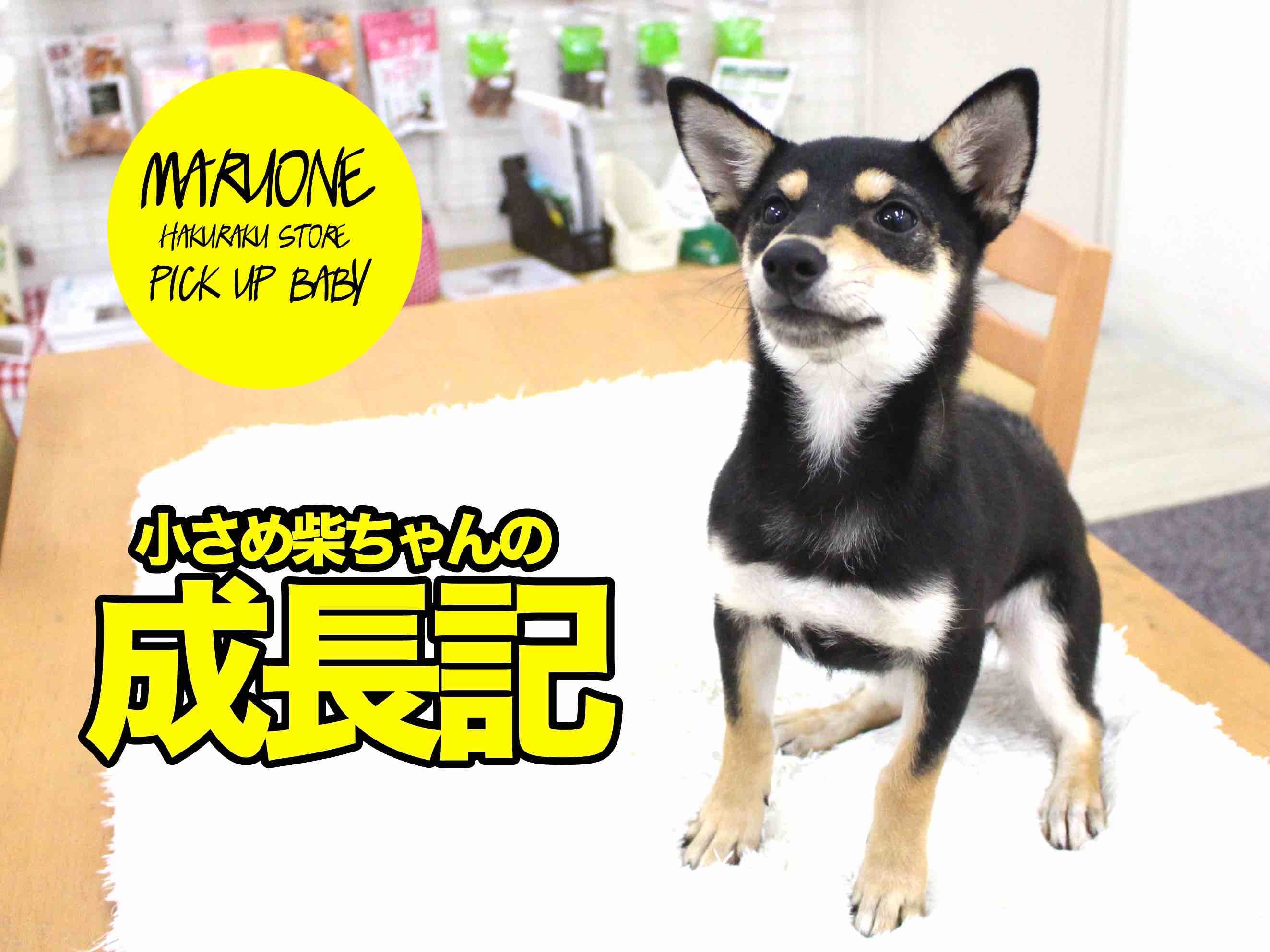【くろしば子の成長記！】生後５ヶ月にして体重3.3kgの超絶小さめの黒柴ちゃんは優秀に育ってます♪:白楽店 No.11493