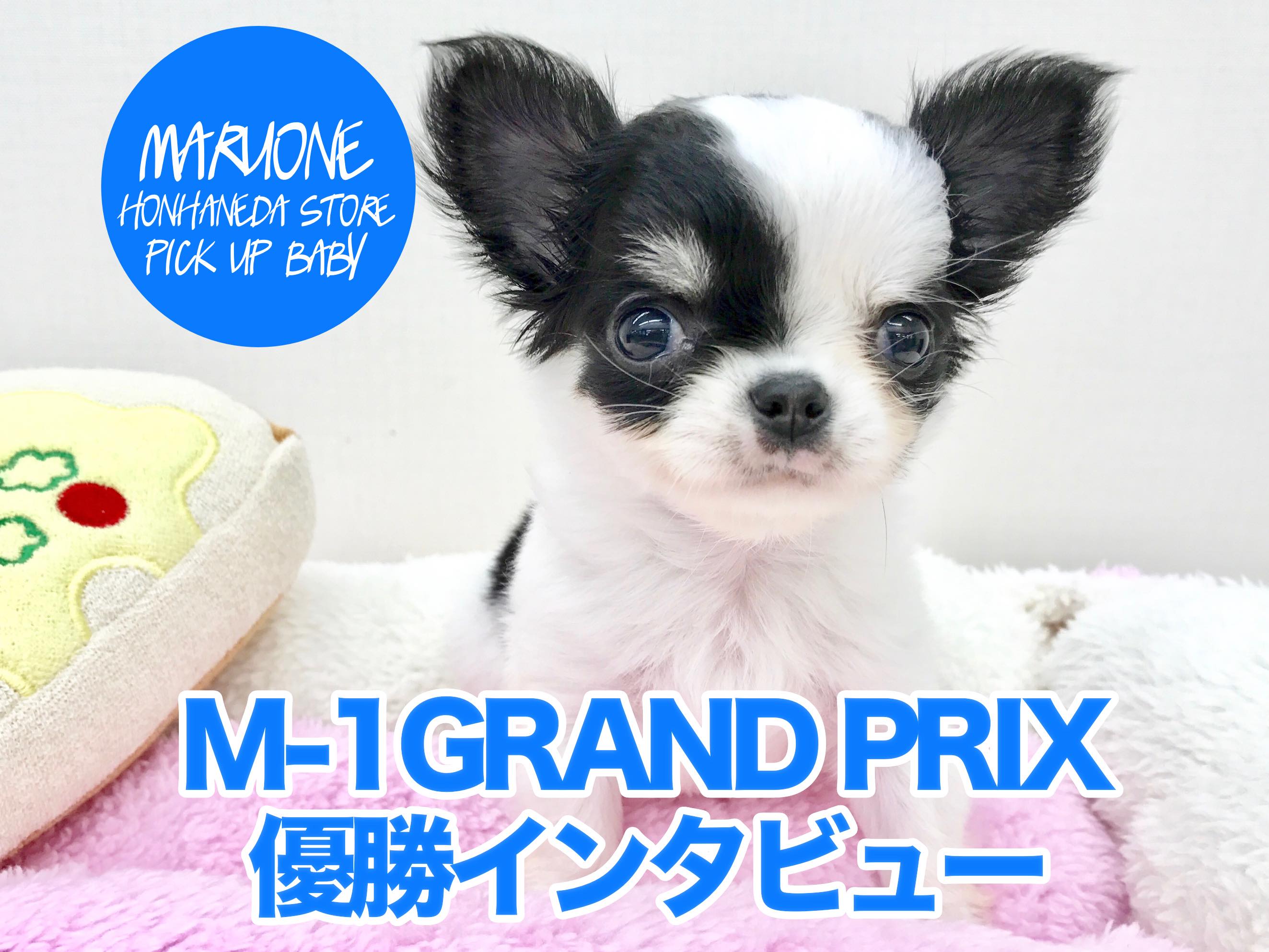 【チワワ】本羽田店企画「Ｍ－１グランプリ」優勝犬プリンセスチワワちゃん！独占インタビュー！」