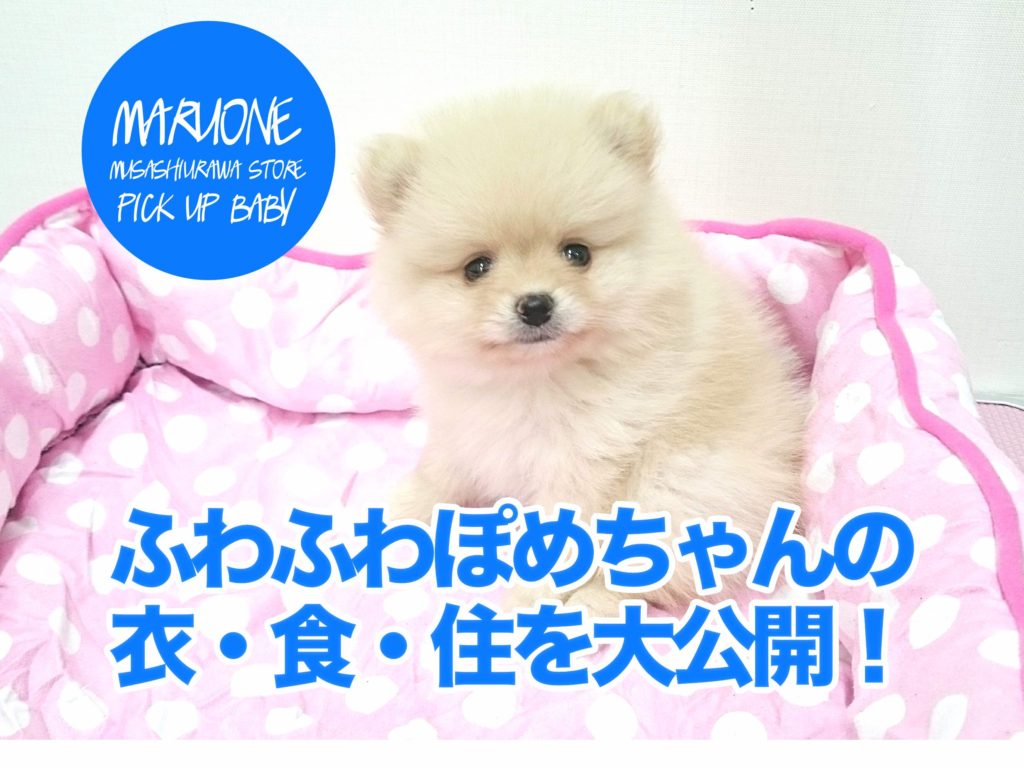 【ポメラニアン】ふわふわポメちゃんの「衣・食・住」を大公開！！！：武蔵浦和店おすすめベイビーＮo.412629