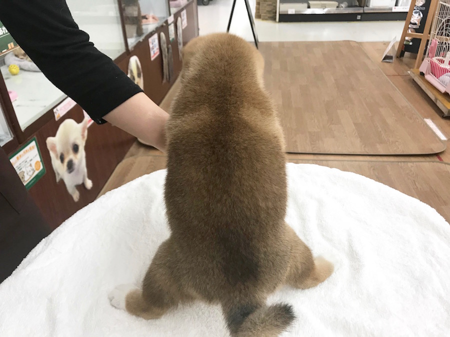 柴犬 - マルワン相模大塚店