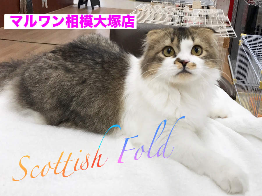 【スコティッシュ・フォールド】オシャレ男子のイケメンにゃんこが相模大塚店に！：相模大塚店Pick UpベイビーNo.814366