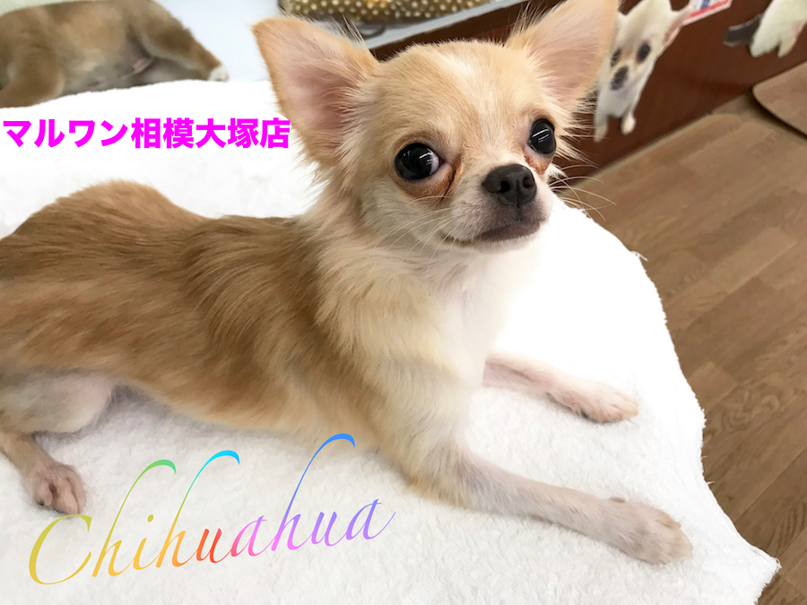 【チワワ（ロングコート）】初めてワンちゃんと暮らす方へ最高の相棒!お留守番バッチリ!「おすわり」「お手」「ハイタッチ」ができちゃう芸達者！：マルワン相模大塚店Pick UpベイビーNo.814357