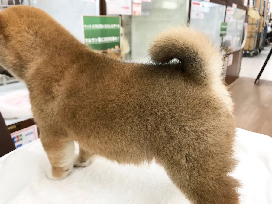 柴犬 - マルワン相模大塚店