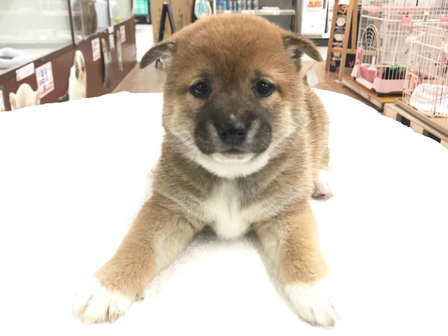 柴犬 - マルワン相模大塚店