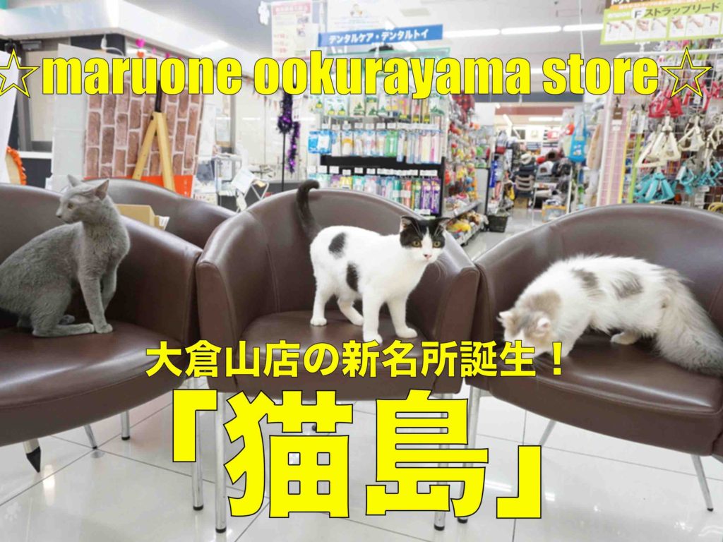 【猫島】ネコちゃんの夢の国!猫馴れ抜群!抱っこ大好き♥甘えん坊な猫島の住人のご紹介♥：大倉山店発