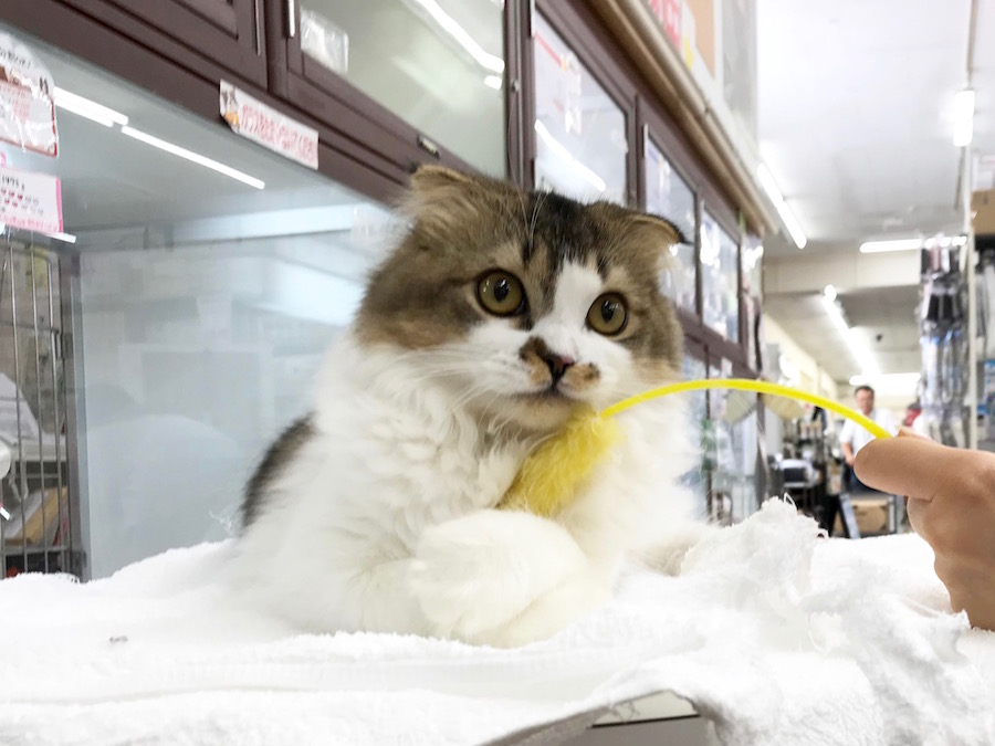 猫じゃらしが大好き | スコティッシュ・フォールド - ペットショップ マルワン相模大塚 神奈川県大和市