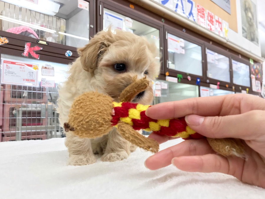 「これで遊ぼう～♪」 | マルチーズ×トイ・プードル - ペットショプ マルワン相模大塚 神奈川県大和市