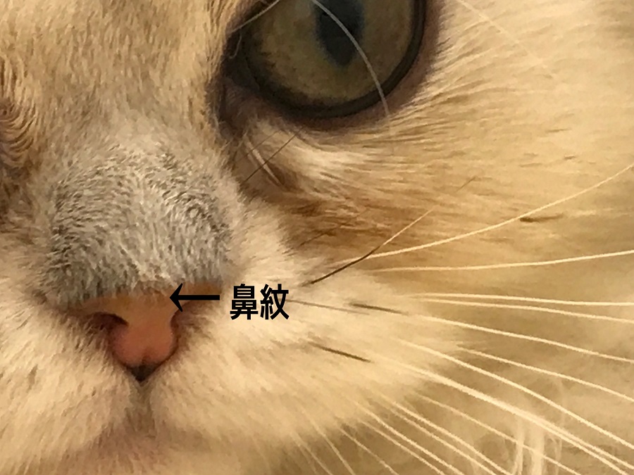 ペルシャ - ペットショップ マルワン港北ニュータウン 神奈川県横浜市都筑区