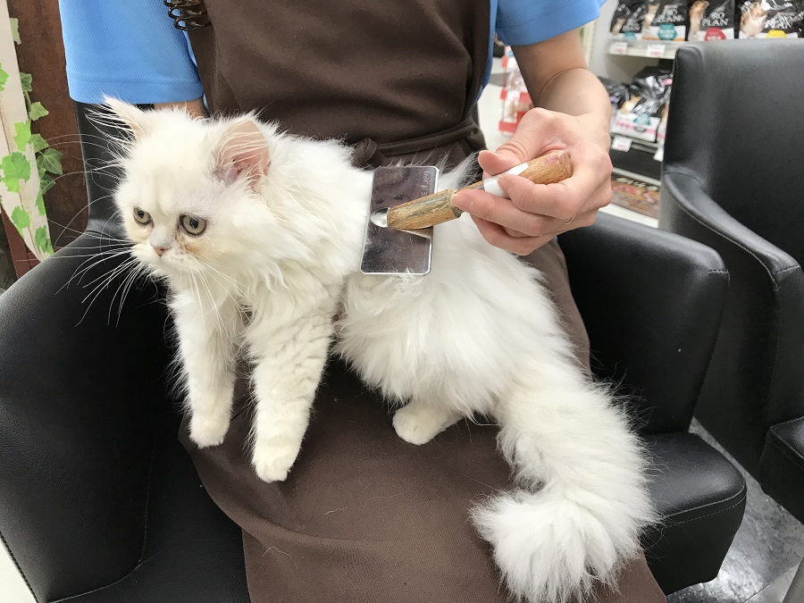 ペルシャ - ペットショップ マルワン港北ニュータウン 神奈川県横浜市都筑区