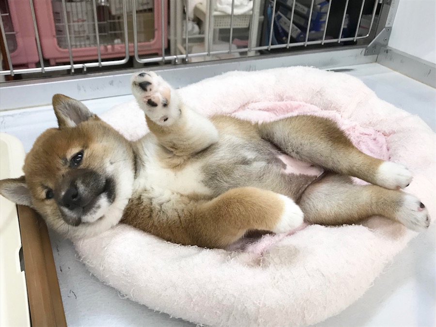 柴犬 - マルワン相模大塚店