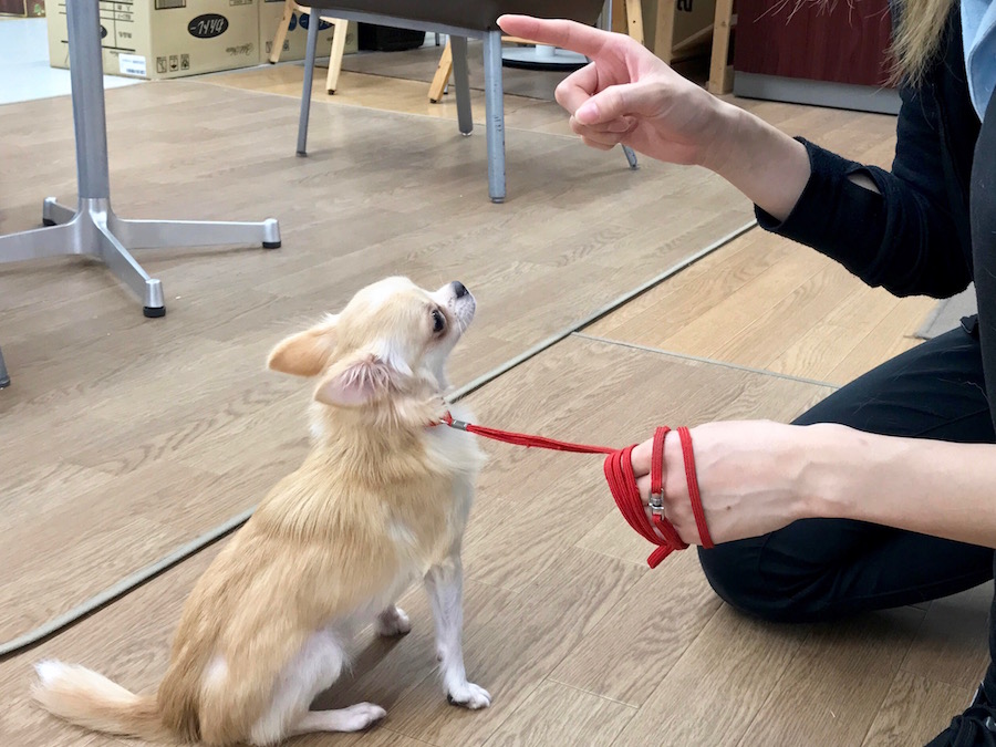 チワワ（ロングコート） - ペットショップ マルワン相模大塚 神奈川県大和市