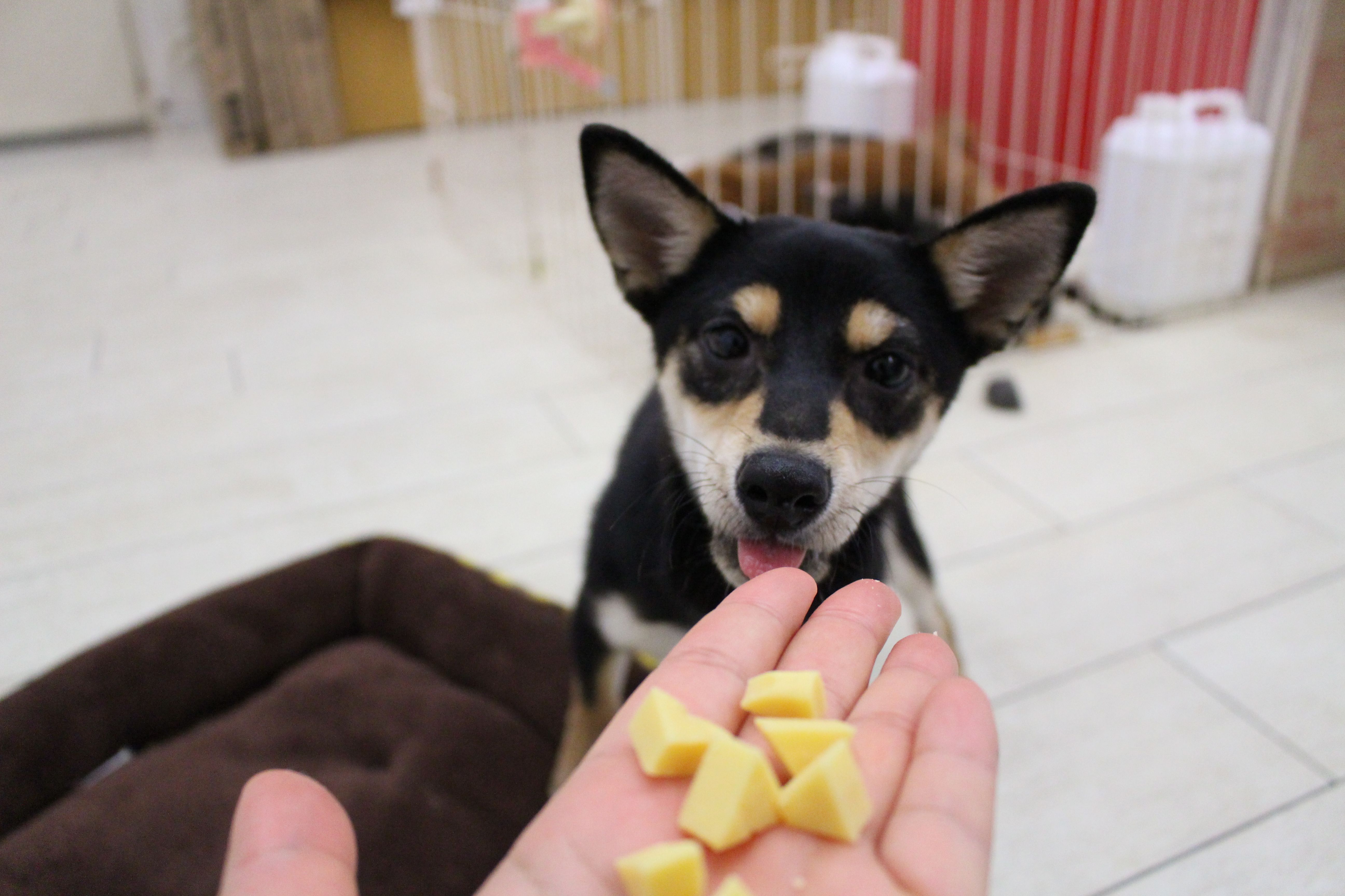 柴犬 - ペットショップ マルワン白楽 神奈川県横浜市神奈川区