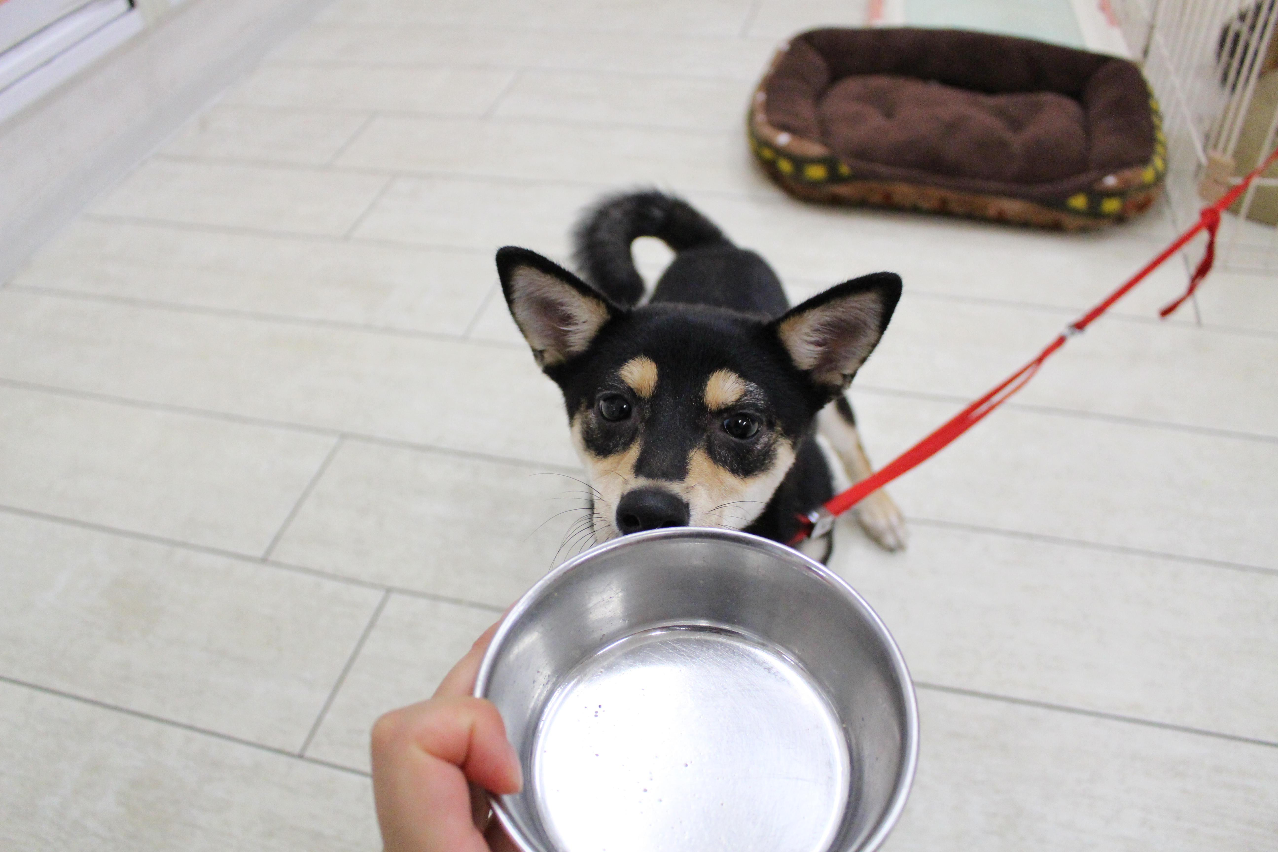 柴犬 - ペットショップ マルワン白楽 神奈川県横浜市神奈川区