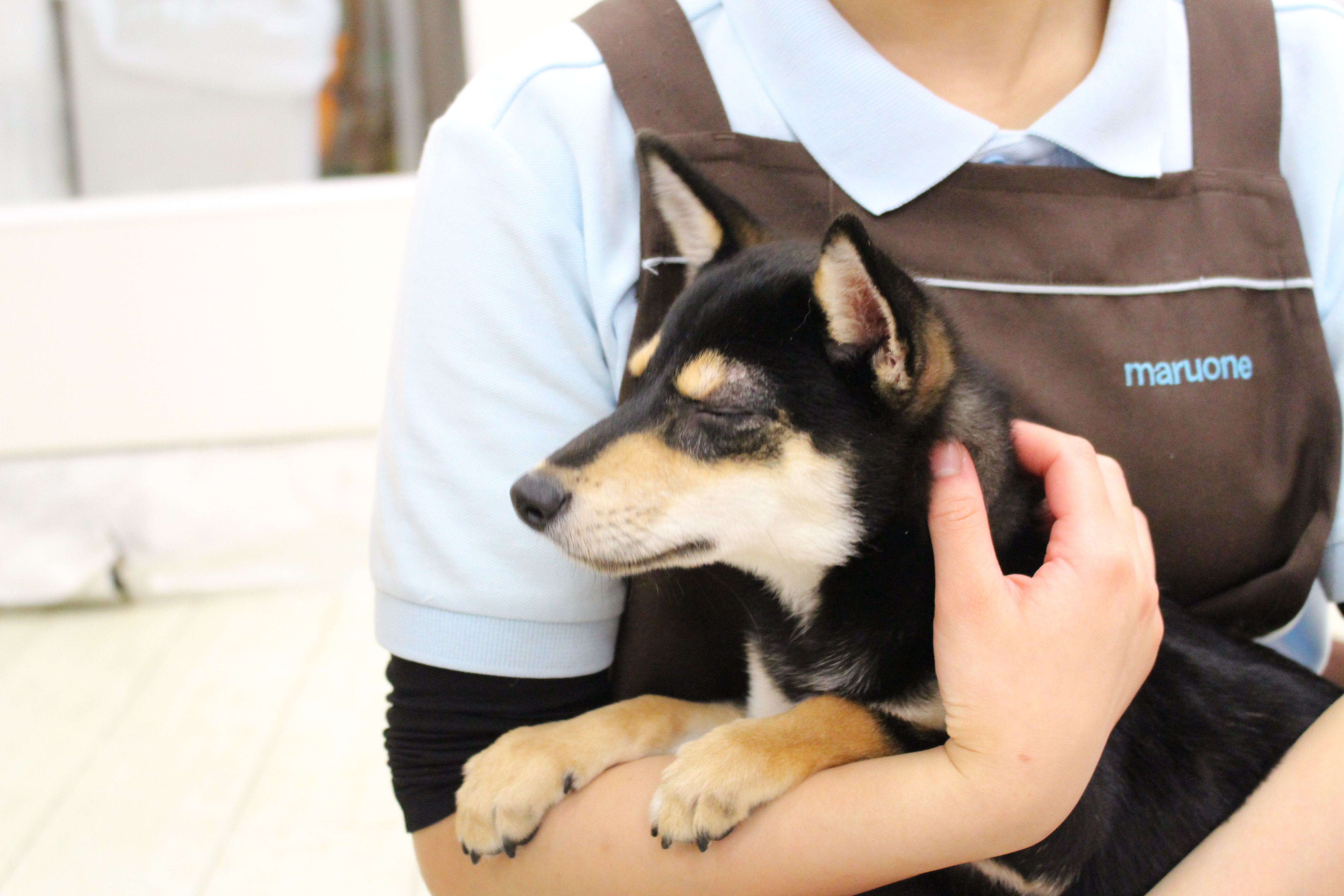 黒柴生活のススメ | 柴犬 - ペットショップ マルワン白楽 神奈川県横浜市神奈川区