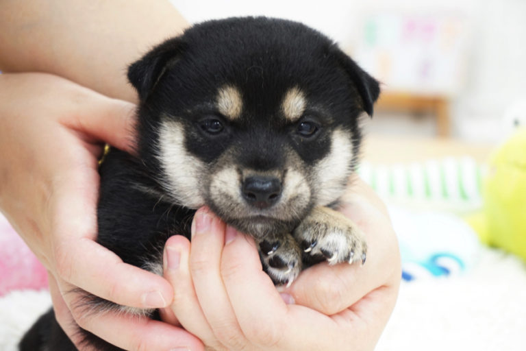 柴犬 - ペットショップ マルワン白楽 神奈川県横浜市神奈川区