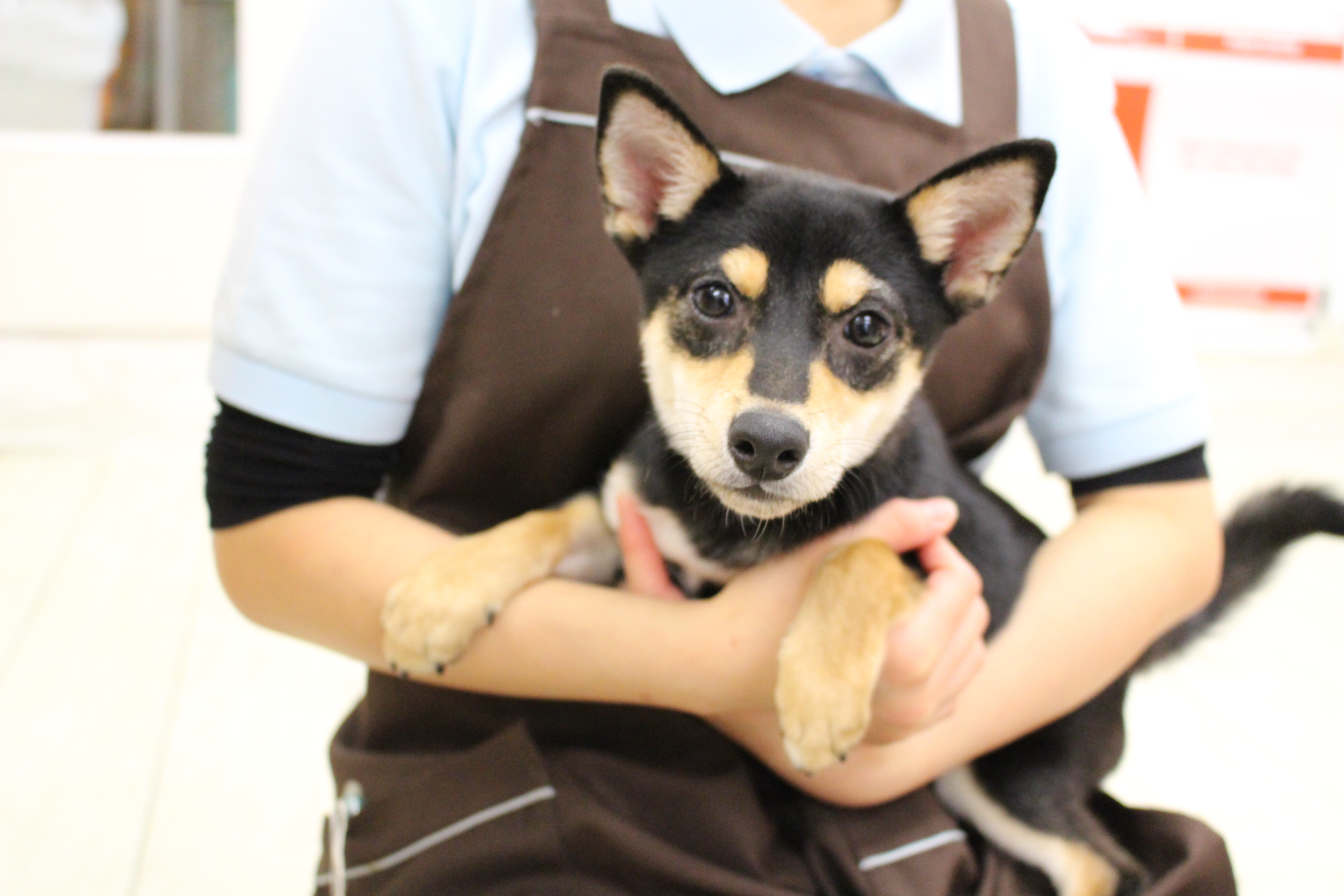 柴犬 - ペットショップ マルワン白楽 神奈川県横浜市神奈川区