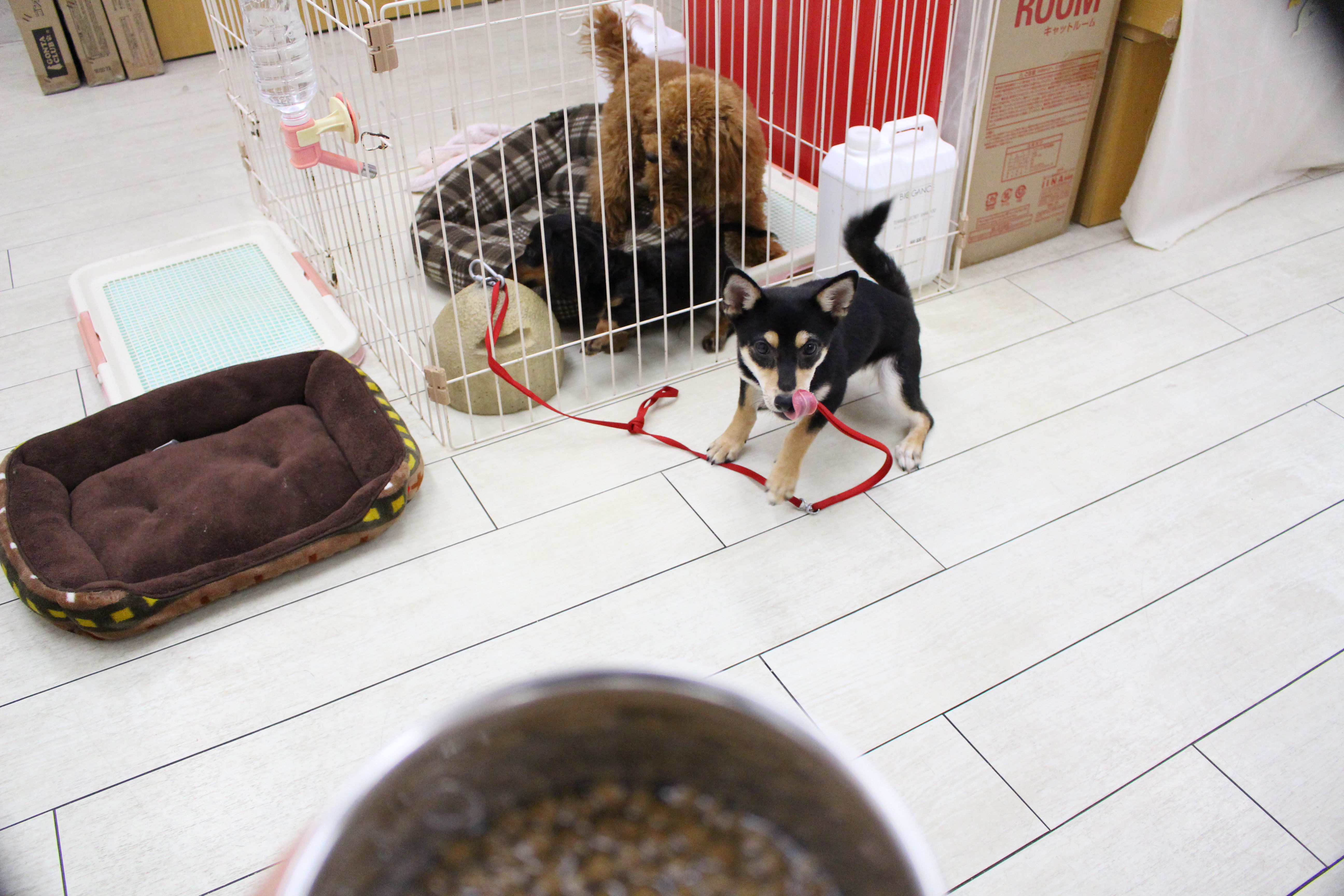 柴犬 - ペットショップ マルワン白楽 神奈川県横浜市神奈川区