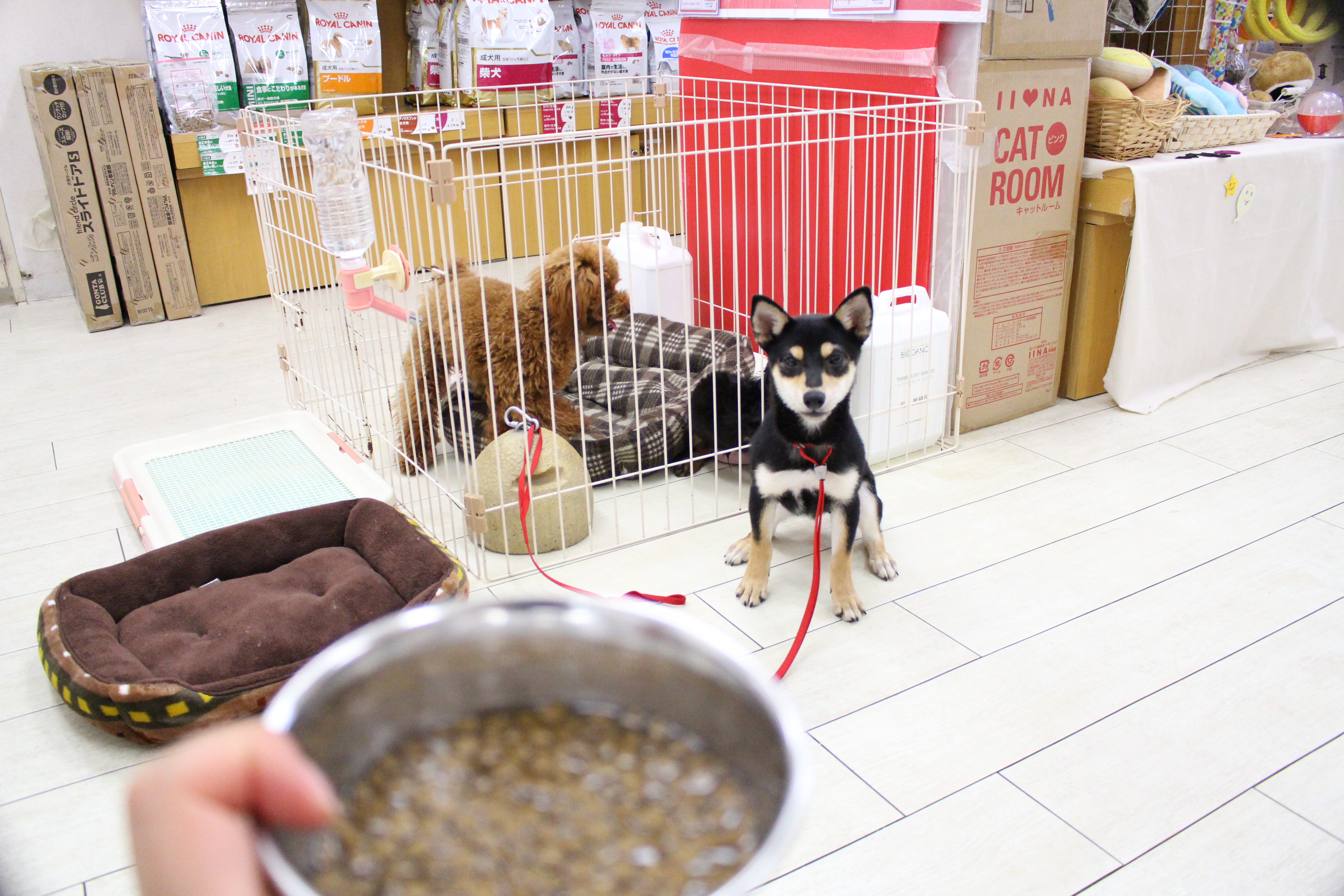 柴犬 - ペットショップ マルワン白楽 神奈川県横浜市神奈川区