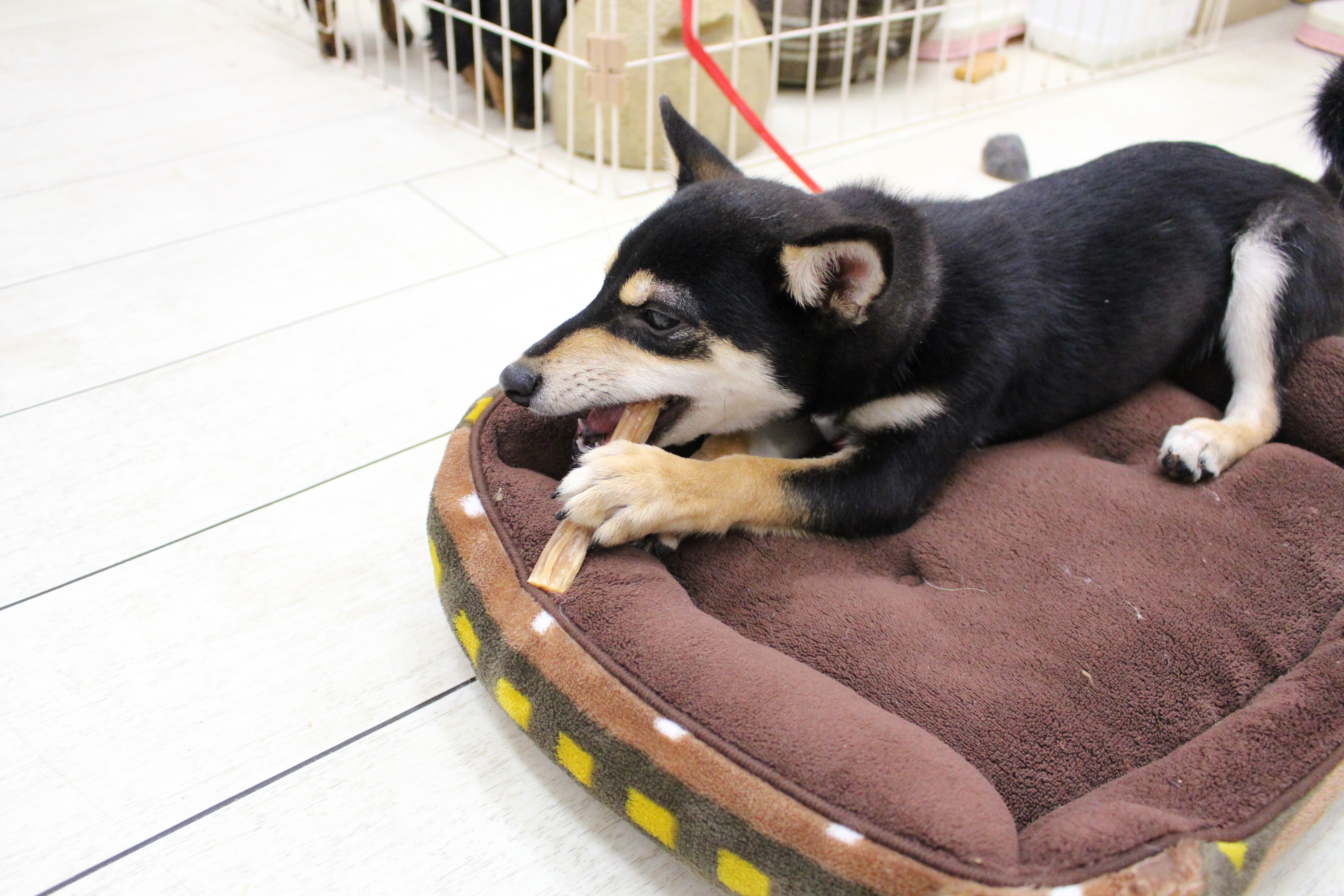 柴犬 - ペットショップ マルワン白楽 神奈川県横浜市神奈川区