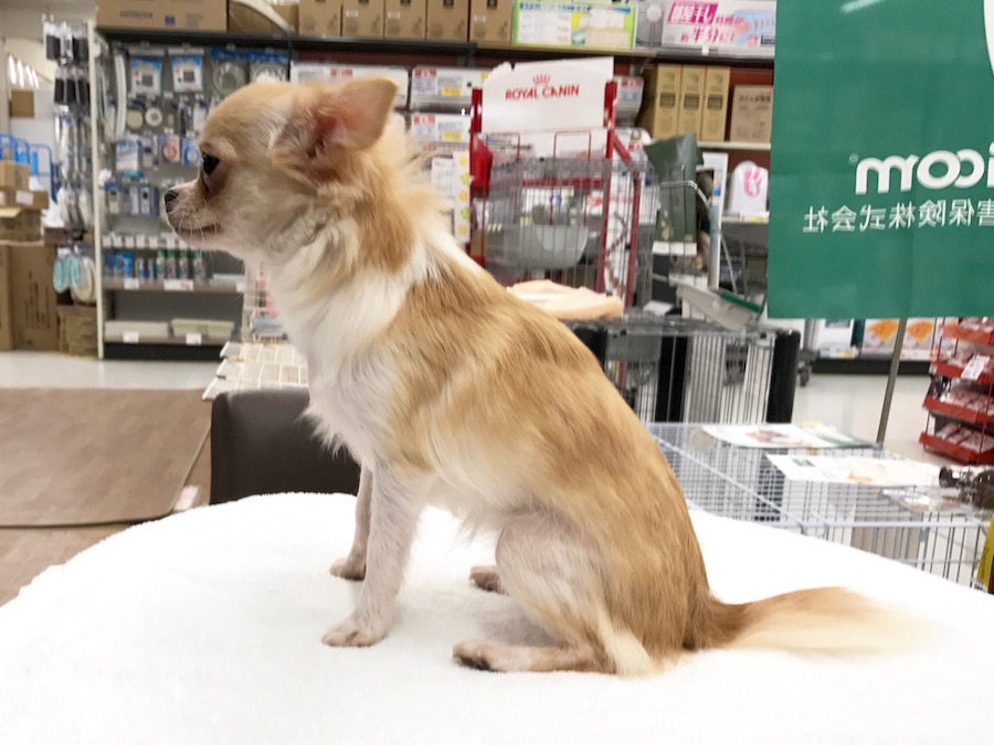 チワワ（ロングコート） - ペットショップ マルワン相模大塚 神奈川県大和市