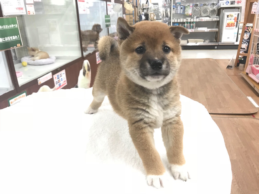 柴犬 - マルワン相模大塚店