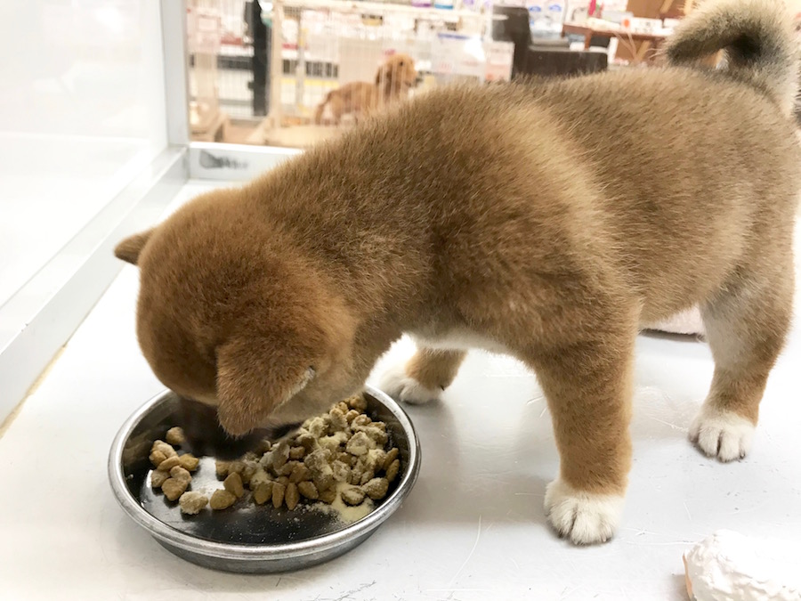 柴犬 - マルワン相模大塚店