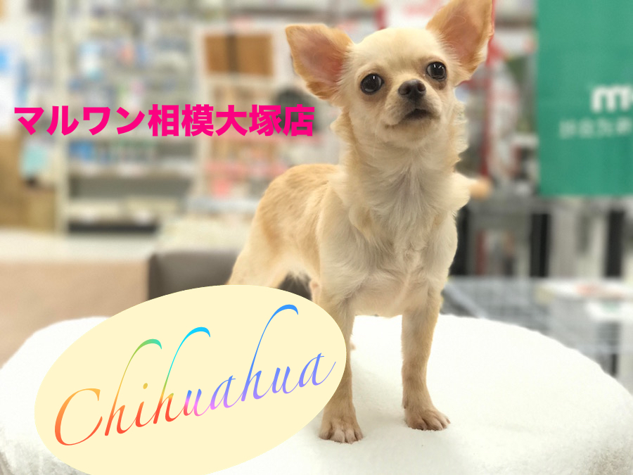 【チワワ(ロングコート)】小さな身体から出る癒しパワーは絶大!:相模大塚店Pick UpベイビーNo.814367