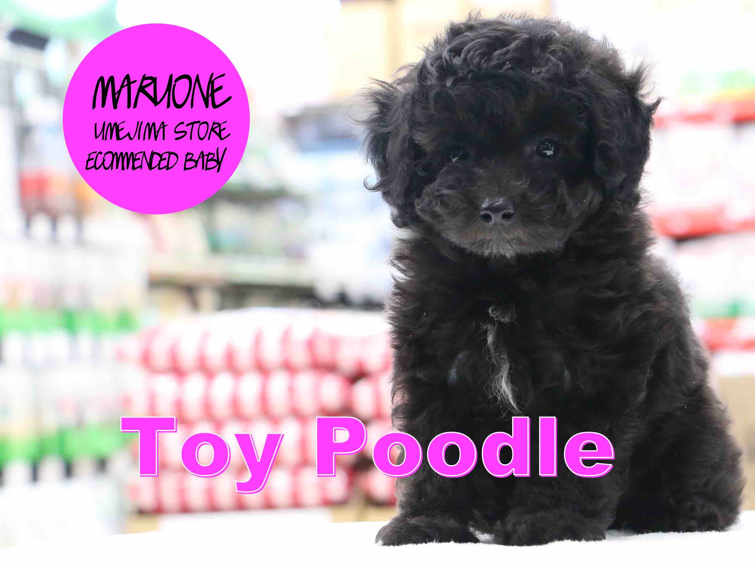 【トイ・プードル】希少な短足系ブラックトイ・プードルの魅力を3つのポイントでご紹介!:梅島店PICK UPベイビー№119085