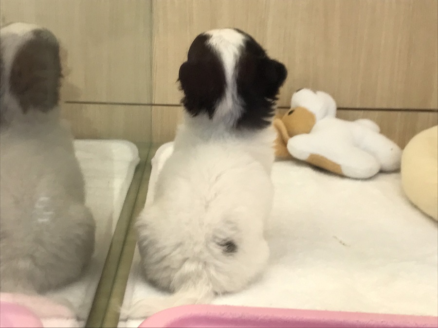 パンダうさぎのようなお顔 | チワワ（ロングコート） - ペットショップ マルワン港北ニュータウン 神奈川県横浜市都筑区