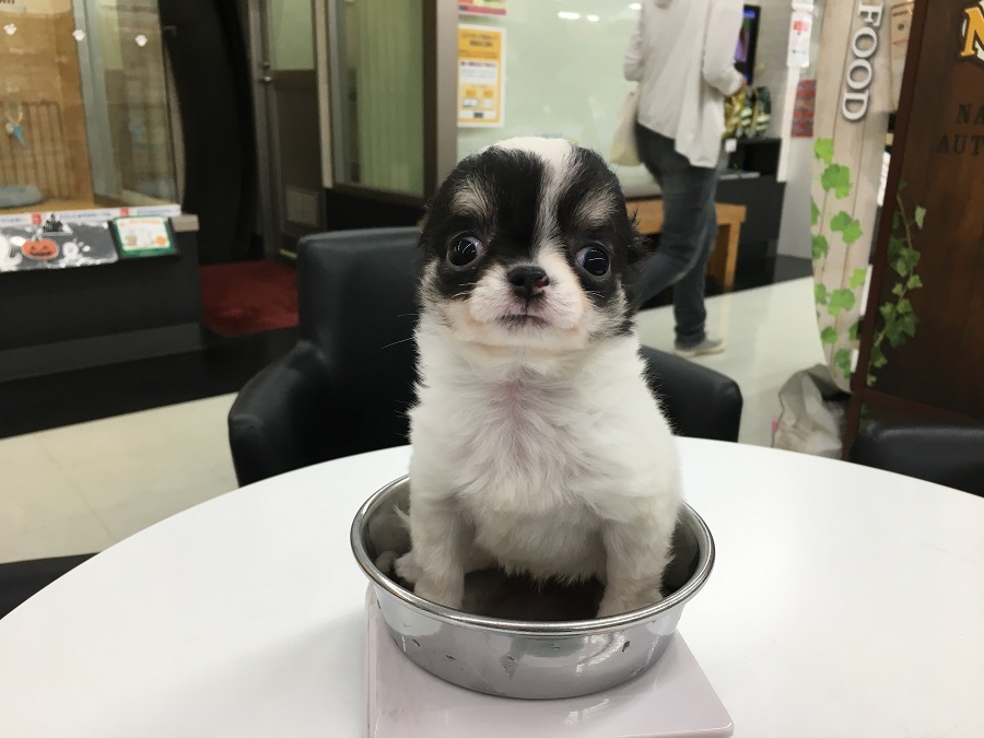 成犬時の推定体重は2㎏前後！？ | チワワ（ロングコート） - ペットショップ マルワン港北ニュータウン 神奈川県横浜市都筑区