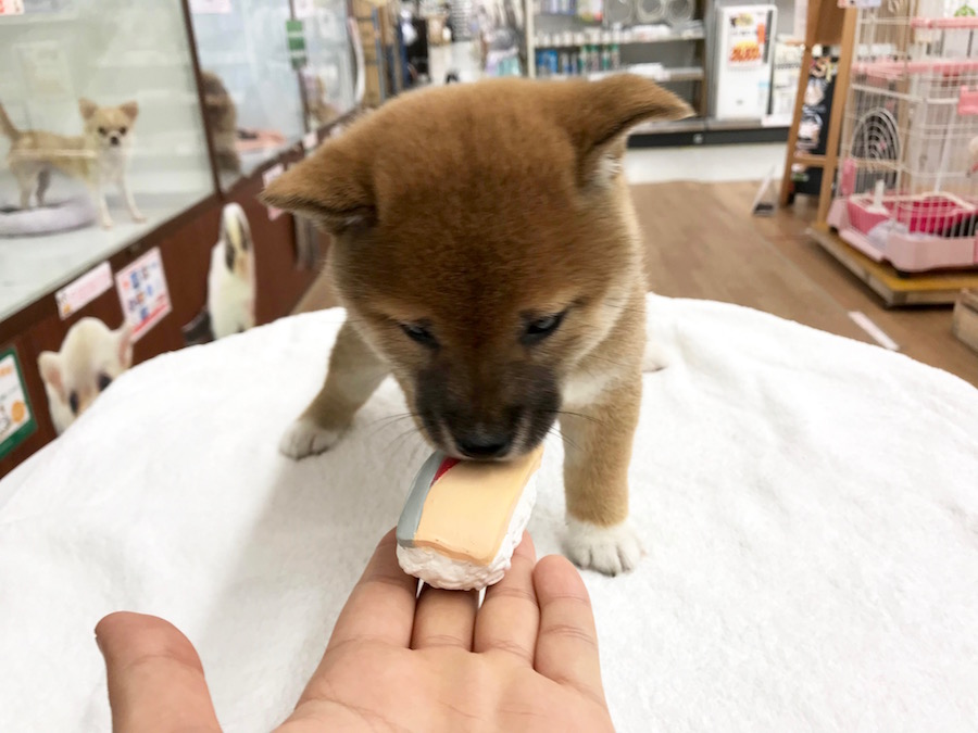 柴犬 - マルワン相模大塚店
