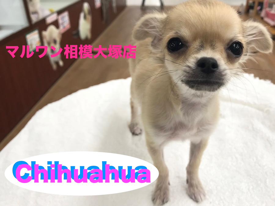 【チワワ（ロングコート）】ハイテンションガールのチャームポイント発見！：マルワン相模大塚店Pick UpベイビーNo.814391