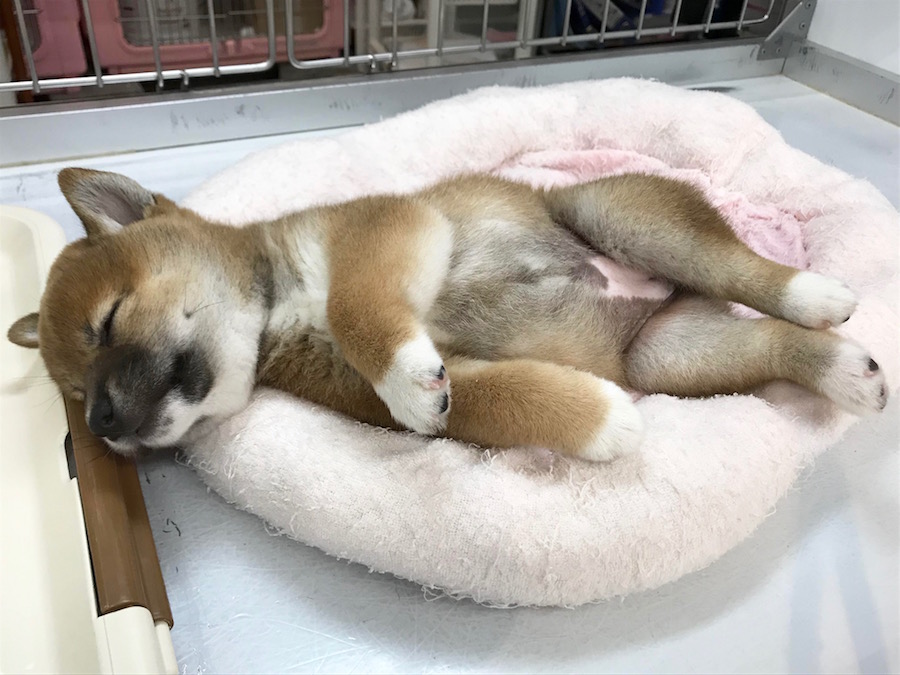 柴犬 - マルワン相模大塚店