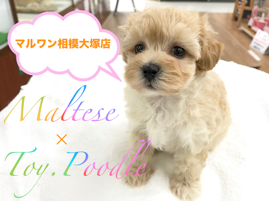 【マルチーズ×トイ・プードル(MIX犬)】モフラーの方、全員集合！お家に帰ったら『手洗い』・『うがい』・『もふもふ』習慣がこの子から始まる！？トレーニング情報も満載です★：相模大塚店Pick UpベイビーNo.814407