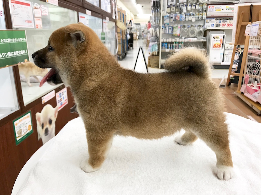 柴犬 - マルワン相模大塚店