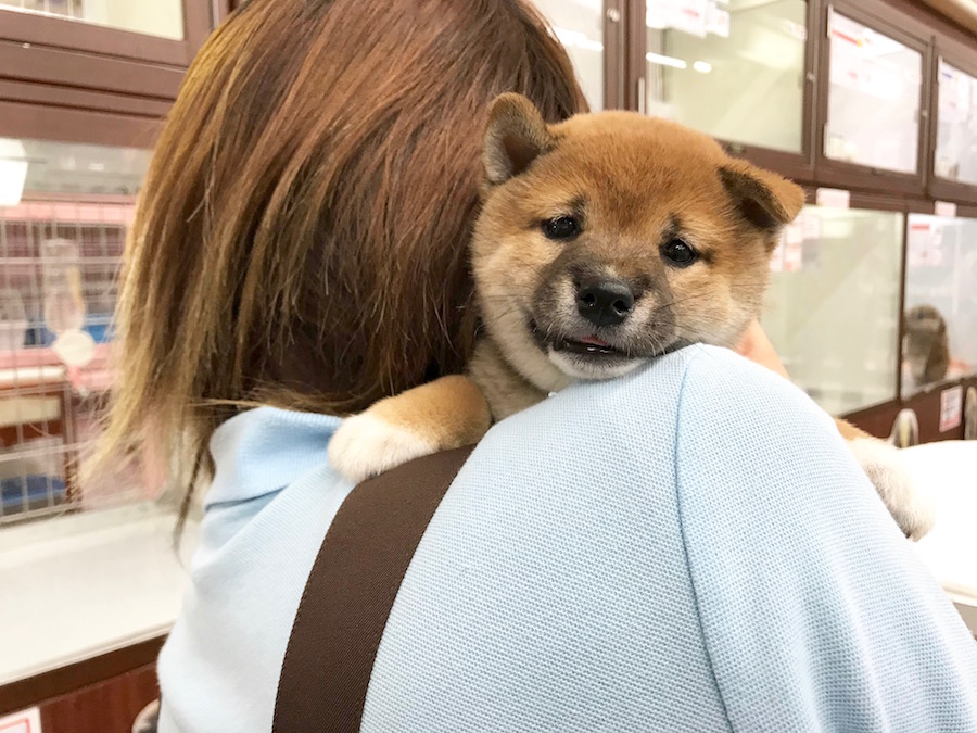 柴犬 - マルワン相模大塚店