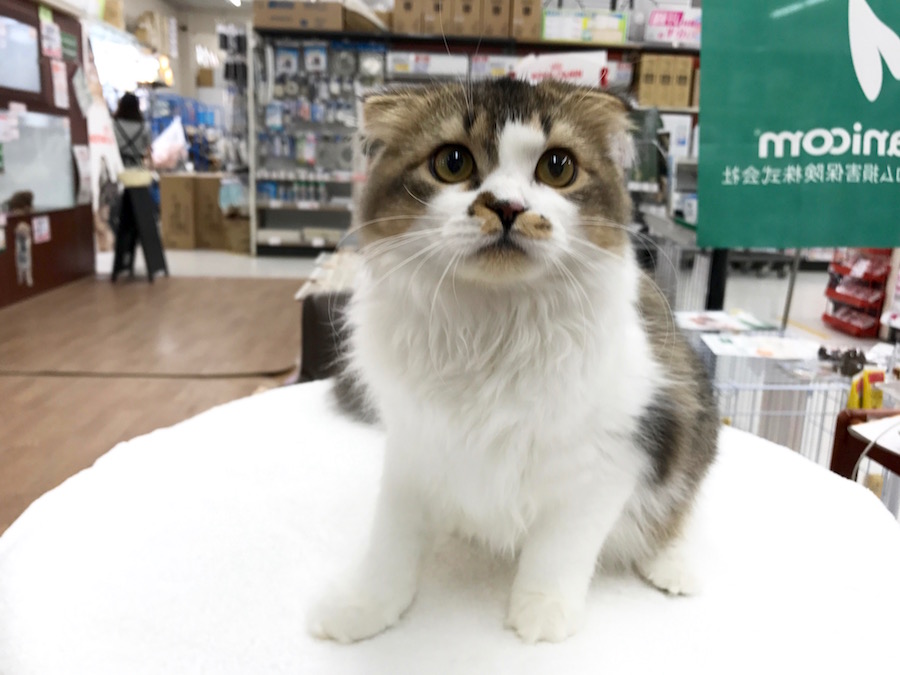スコティッシュ・フォールド - ペットショップ マルワン相模大塚 神奈川県大和市