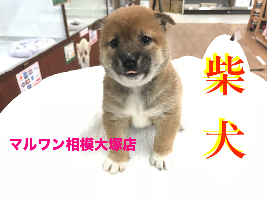 【柴犬】ムッチムチの健康ボディーの柴犬ちゃんはオシャレ女子！？：マルワン相模大塚店Pick UpベイビーNo.814404