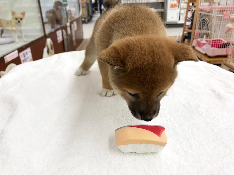 柴犬 - マルワン相模大塚店
